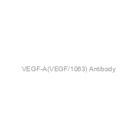 VEGF-A(VEGF/1063) Antibody